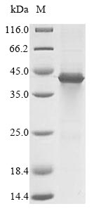 Human SCD protein
