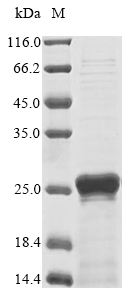 Primate Fibroblast growth factor protein