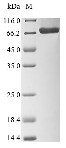 Virus G protein