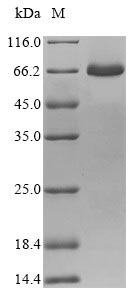Virus Hevea brasiliensis Major latex allergen Hev b 5 protein