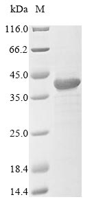 Mouse Hvcn1 protein