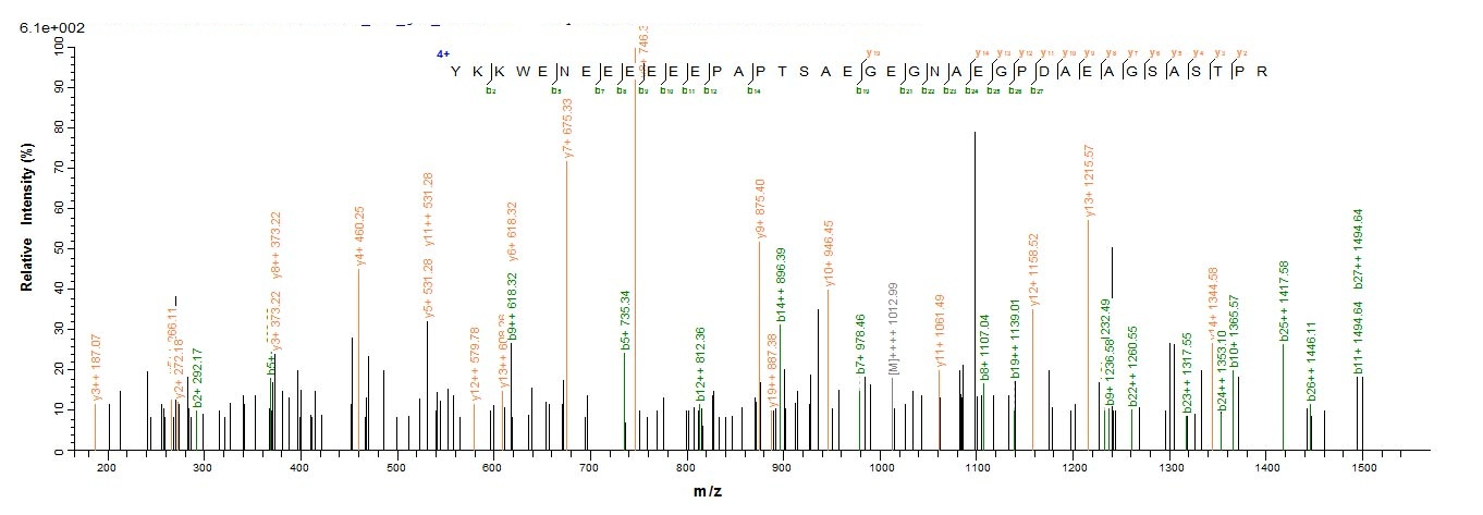 Mouse Hvcn1 protein