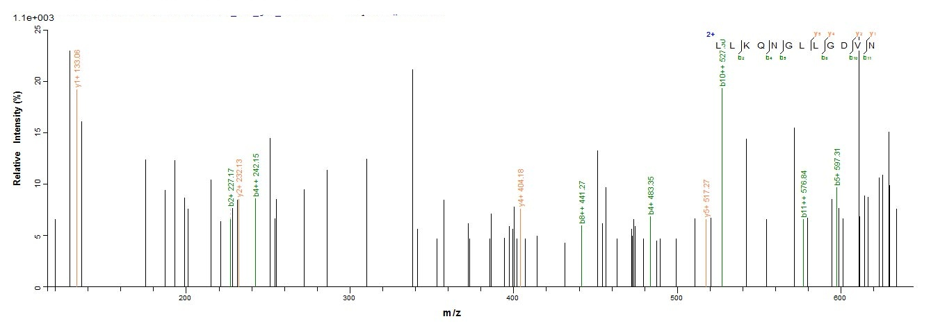 Mouse Hvcn1 protein