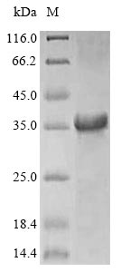 Plant Recombinan A Non-structural glycoprotein 4 protein