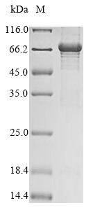 Rat Immt protein