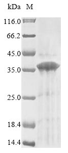 Human GPR157 protein