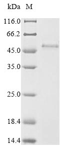 Human PVRIG protein