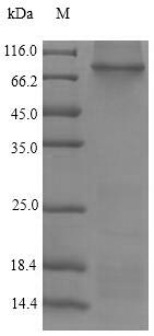 Rat Itgb4 protein