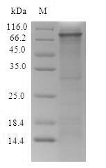 Rat Itgb4 protein