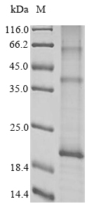 Human RNASEK protein