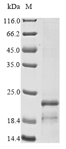 Virus Ba71V-107 protein