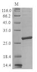 Bacteria lgt protein