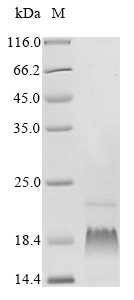 Human PSENEN protein