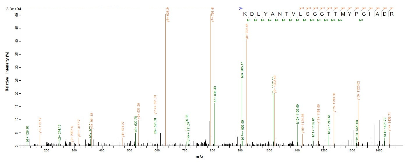 Human ACTB protein
