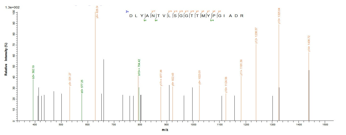 Human ACTB protein