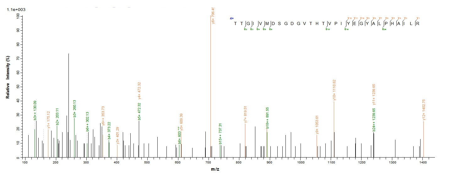 Human ACTB protein