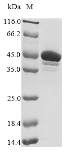 Human ADAR protein