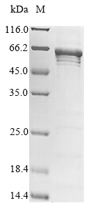 Mouse Alas2 protein