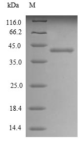 Human ALPP protein