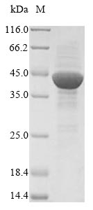 Porcine CD13 protein