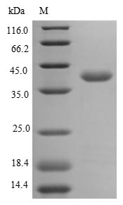 Human ANXA2 protein