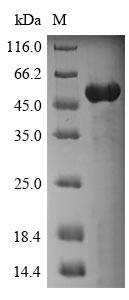 Human ANXA4 protein