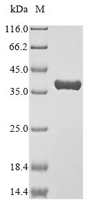 Mouse Anxa4 protein