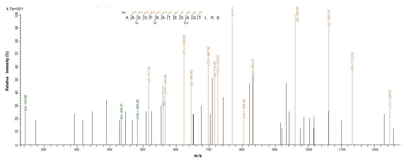 Mouse Anxa4 protein