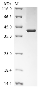 Bovine Apolipoprotein AI protein