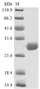 Bovine Apolipoprotein AI protein