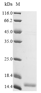 Human APOC1 protein