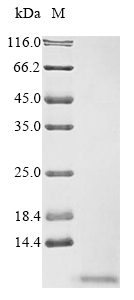 Human APOC1 protein