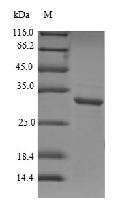 Human Aquaporin 1 protein