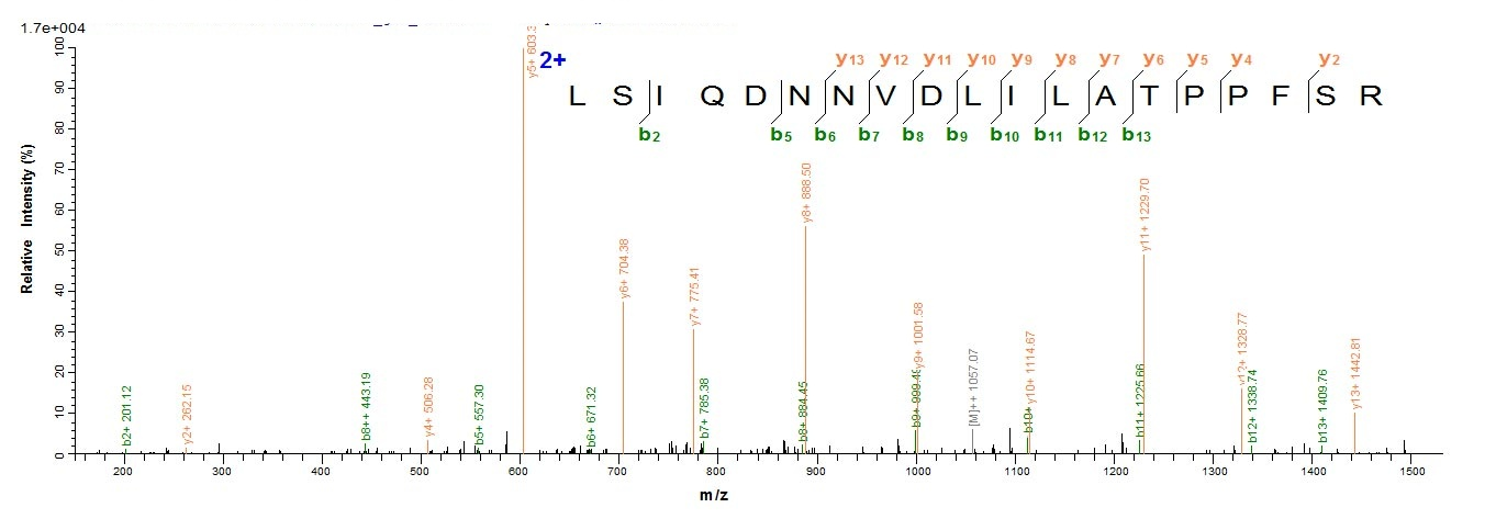 Human ARID1A protein