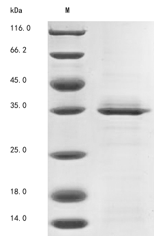 Human ART1 protein