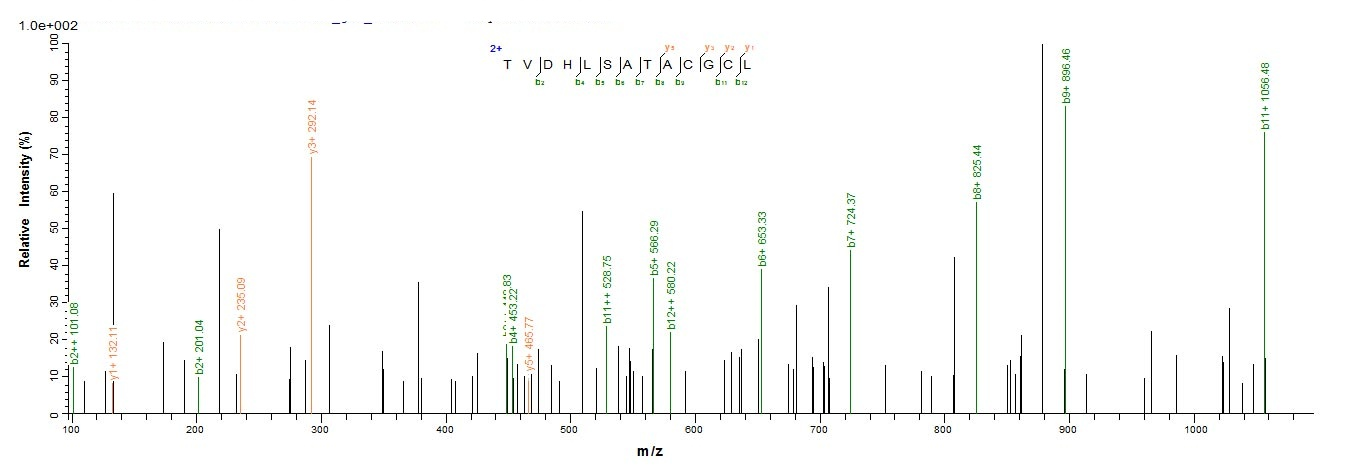 Rat Artn protein