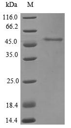 Primate ASAH1 protein