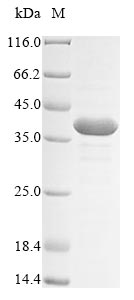 Mouse Ascl2 protein