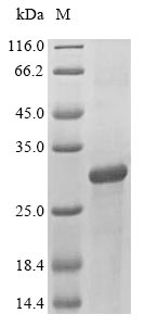 Human ATF3 protein