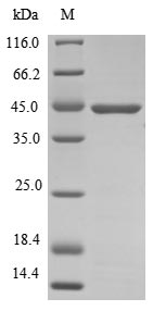 Mouse Atoh1 protein