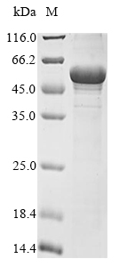 Rat Atp5f1b protein