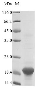 Sheep B2M protein