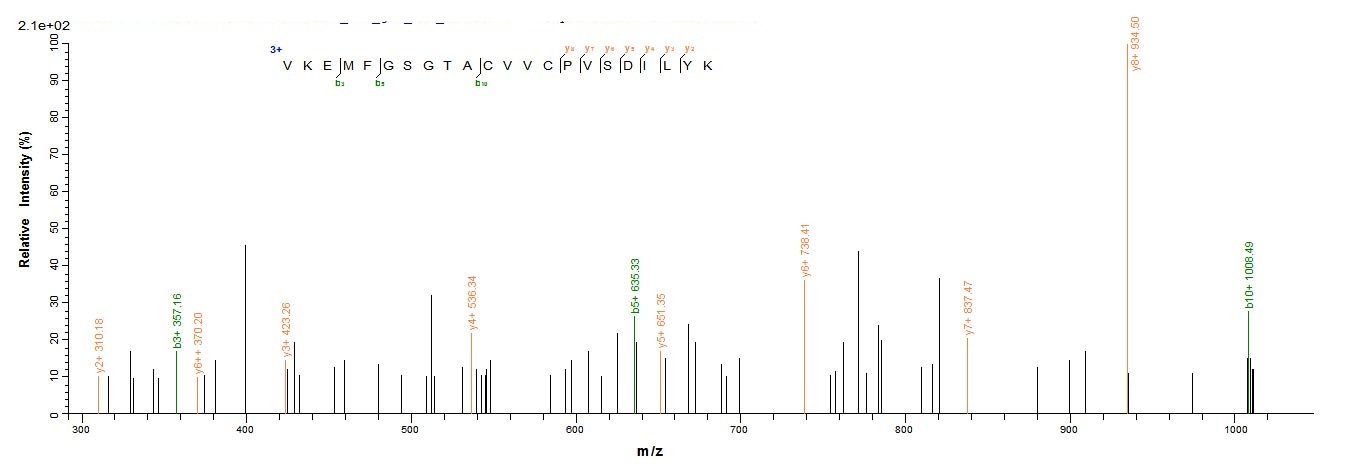 Mouse Bcat1 protein