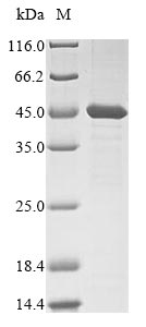 Mouse Bcat2 protein