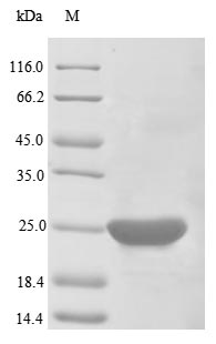 Human BCL2 protein