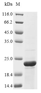 Gallus BGLAP protein