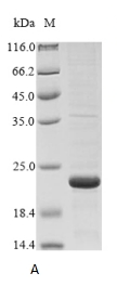 Canine BGLAP protein