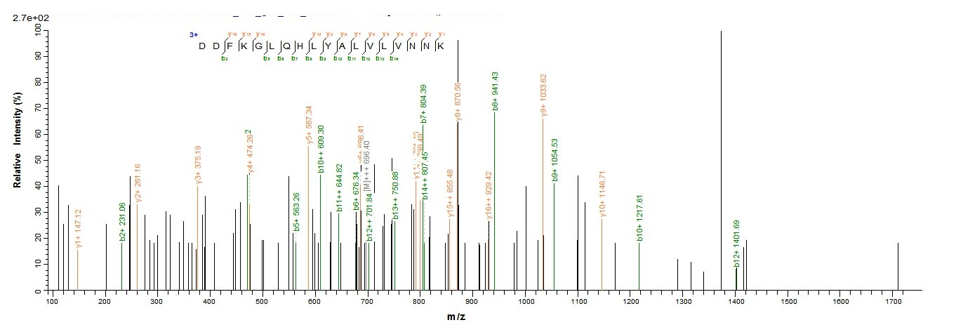 Mouse Bgn protein