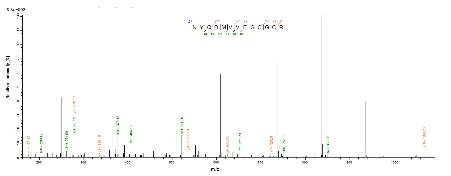 Human BMP2 protein