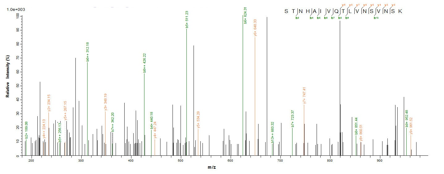 Human BMP2 protein